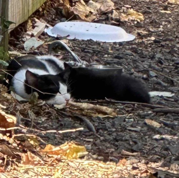 名鼎配资 流浪猫带娃住陋巷，进店巡视一圈后：这地盘，朕要了！